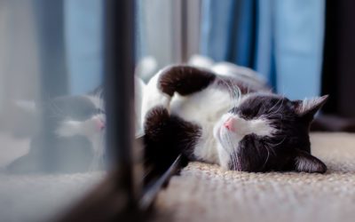 Essential Oils Are Dangerous For Your Companion