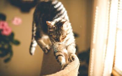 5 Ways to Lower Indoor Cat Stress