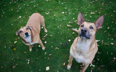 Introducing A New Dog Into Your Family