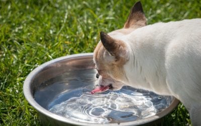 How To Protect Your Companions From Heat Stroke