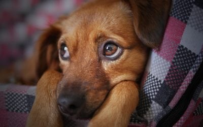 Cholecalciferol Poisoning in Dogs, Cats – Cholecalciferol Toxicity