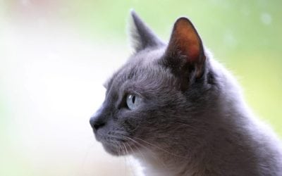 Arthritis in Cats – More Common Than You Think!