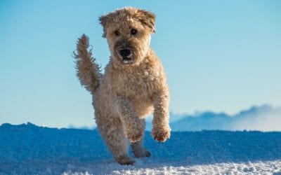 How to Prepare Your Pet for Baby