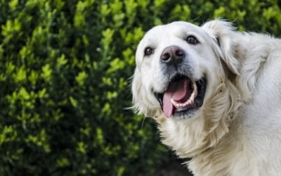 Your Pet Doesn’t Need to Fear the Vet