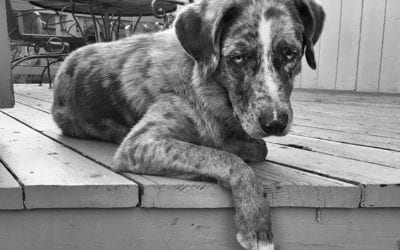 What is Heartworm Disease?