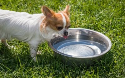 How Often Should You Wash Your Pet’s Dishes