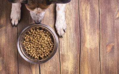 Diet Related Acquired Heart Disease in Dogs