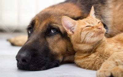 Spaying Or Neutering Your Pet? Everything You Need To Know