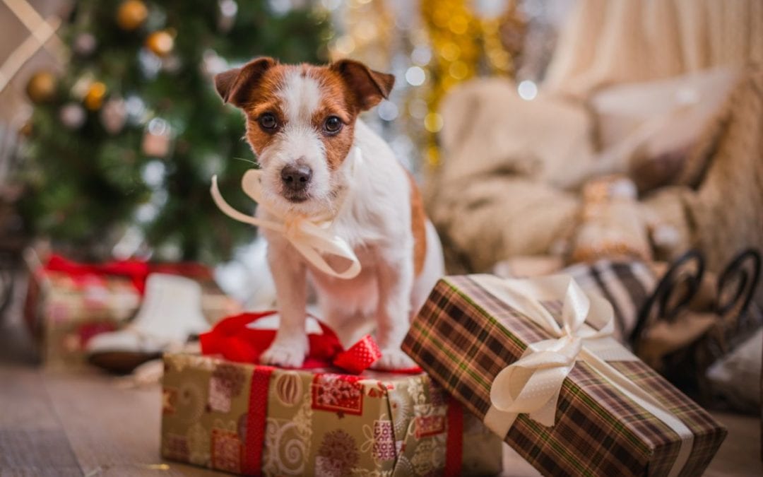 How to Prevent Holiday Anxiety and Stress in Pets