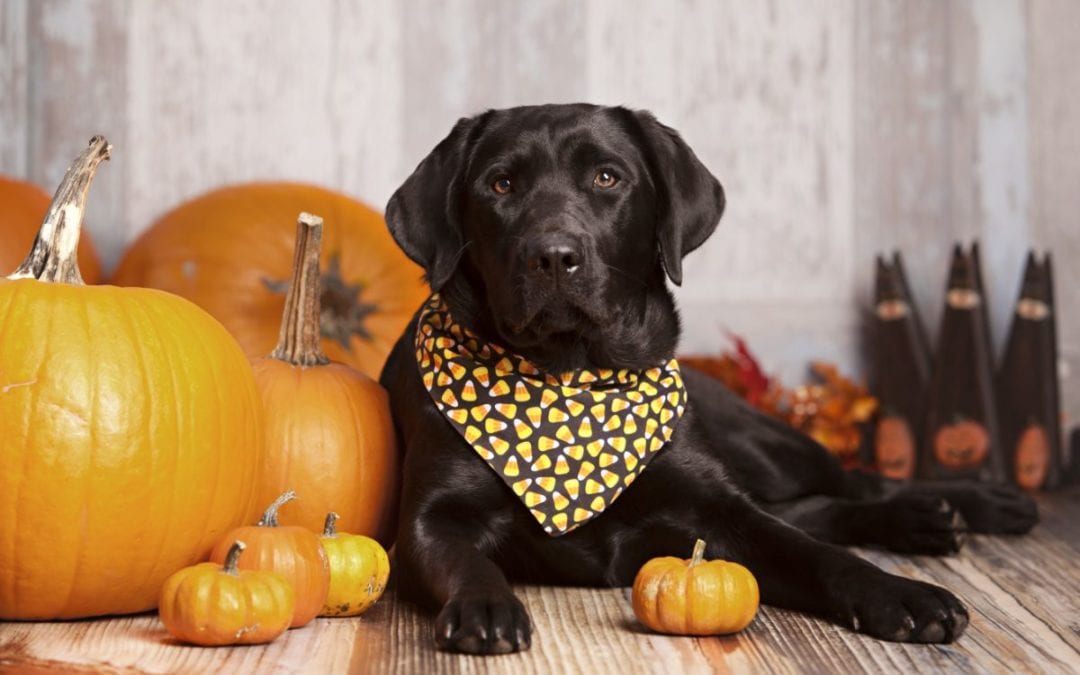 3 Ways To Keep Your Pet Safe This Halloween