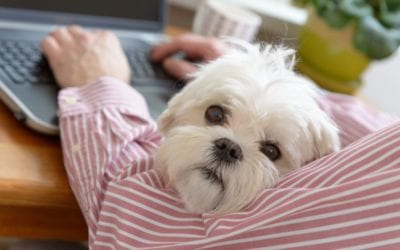 Dog Friendly Work Places: Is Your Dog Right For Office Life?