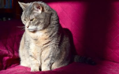 Cat Aggression: What You Should Know