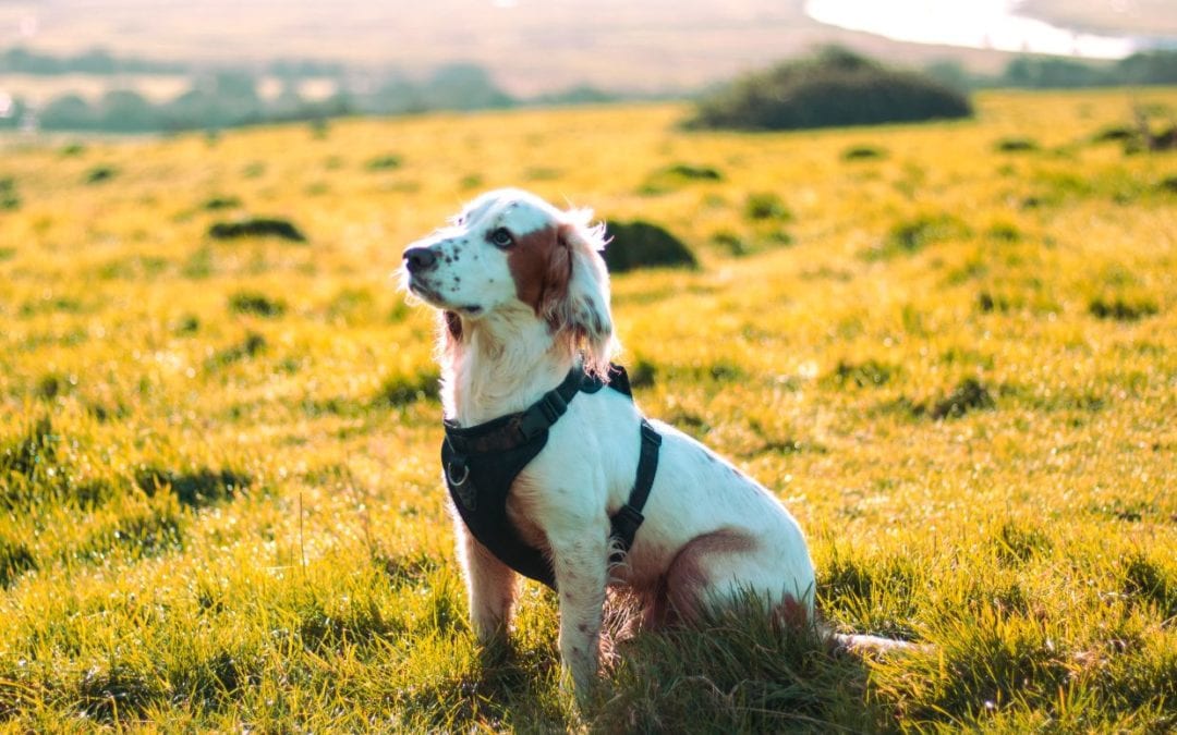 Planning a Spring Break Adventure with Your Dog
