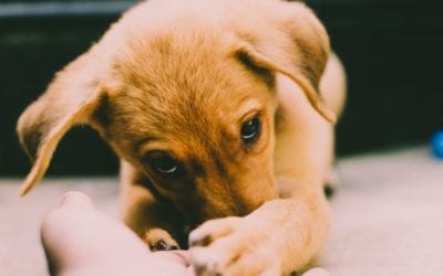 2 Tips for Socializing Your Puppy