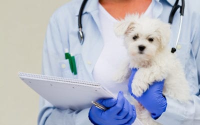 3 Facts You Need to Know About COVID-19 and Your Pet