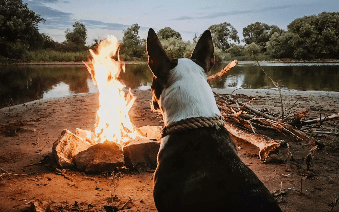 Adventure Is out There: 4 Tips to Enjoy Camping with Your Pet