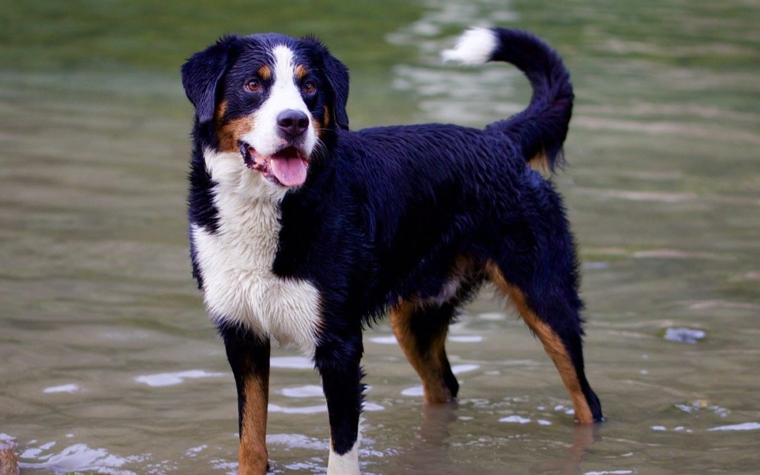 Water Safety Tips for Your Pet