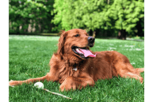 Golden retriever laying in grass panting