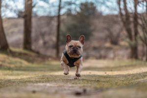 Tan french bulldog with harness walking through forest.