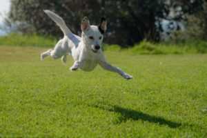 White dog playing and jumping in a field of grass