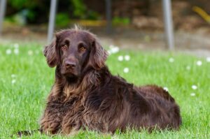 Brown dog with long hair laying in grass looking at camera