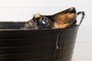 Black and brown Dachshund dog peeking out of black bathtub