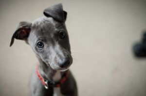 Greyhound puppy looking confused into the camera