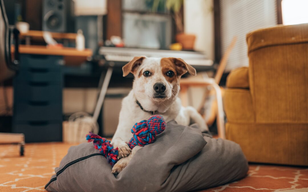 Gifts That Give Joy: The Art of Selecting Safe and Delightful Toys for Your Pets