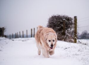 Older golden retriever walking in the snow with snow on its fur